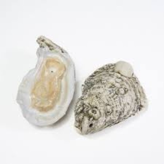 7" HAND CRAFTED LARGE PIPE - OYSTER 7" HAND CRAFTED LARGE PIPE - OYSTER